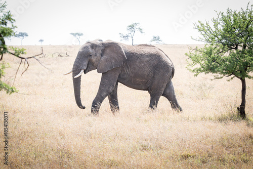 A single Bull Elephant makes it way across the sun beaten landscape of the Serengeti, Tanzania, east Africa	