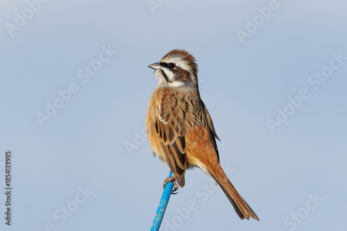 堂々としたホオジロの雄