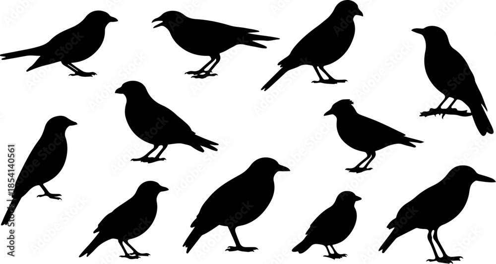 Obraz premium Black Bird Silhouette Set Vector Illustration