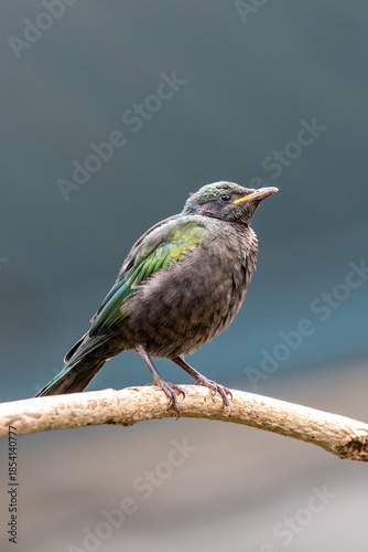 Emerald Starling (Lamprotornis iris), common in savannas and orchards of West Africa