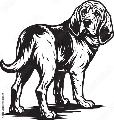 black and white bloodhound dog