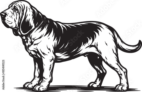 standing bloodhound dog