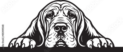 cute peeking bloodhound dog with paws