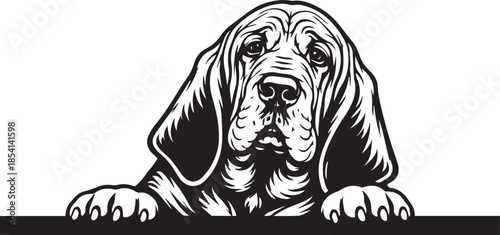 peeking bloodhound dog