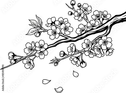 Delicate cherry blossom branch illustration with falling petals, symbolizing spring and renewal
