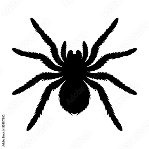 Silhouette of a spider