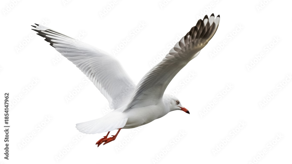 Obraz premium Silver gull in flight PNG isolated on transparent background, seabird with white plumage and red beak, wildlife animal cutout