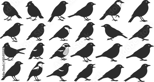 Collection of diverse bird silhouettes
