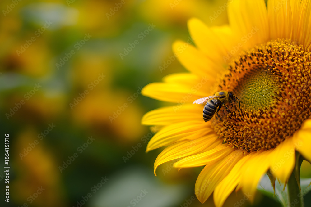 Fototapeta premium Bee on a sunflower