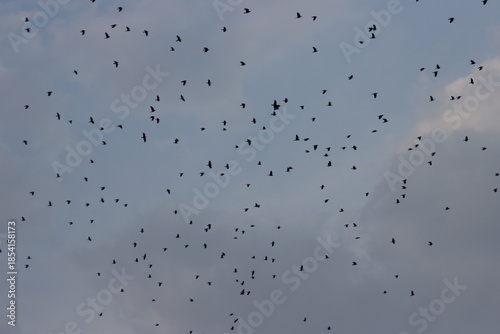 crow birds flying in cloudy sky