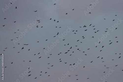 crow birds flying in cloudy sky