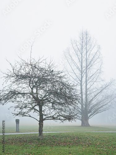Kahle Bäume in einem Park im Winter mit Nebel, Bernried, Bayern, Deutschland, Europa
