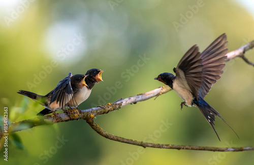 A village swallow flies to feed its chicks perched on a branch with their bea...