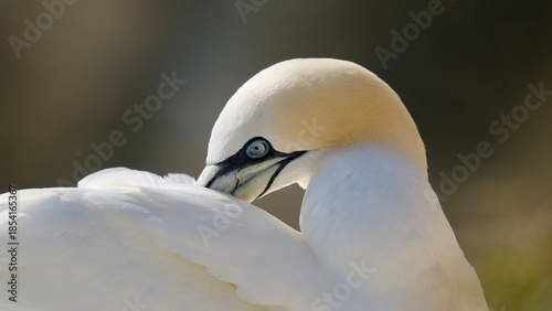 Isolated portrait of a single northern gannet (Morus bassanus) photographed while birdwatching on the Yorkshire Coast, showing detailed plumage and distinctive features against a soft background.