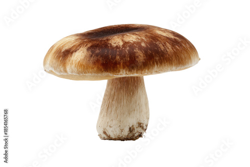 Edible porcini mushroom isolated on transparent background. Whole porcini mushroom isolated on white background.