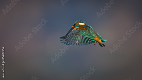 Foto Common Kingfisher (Alcedo atthis) hovering in mid-air before diving for prey