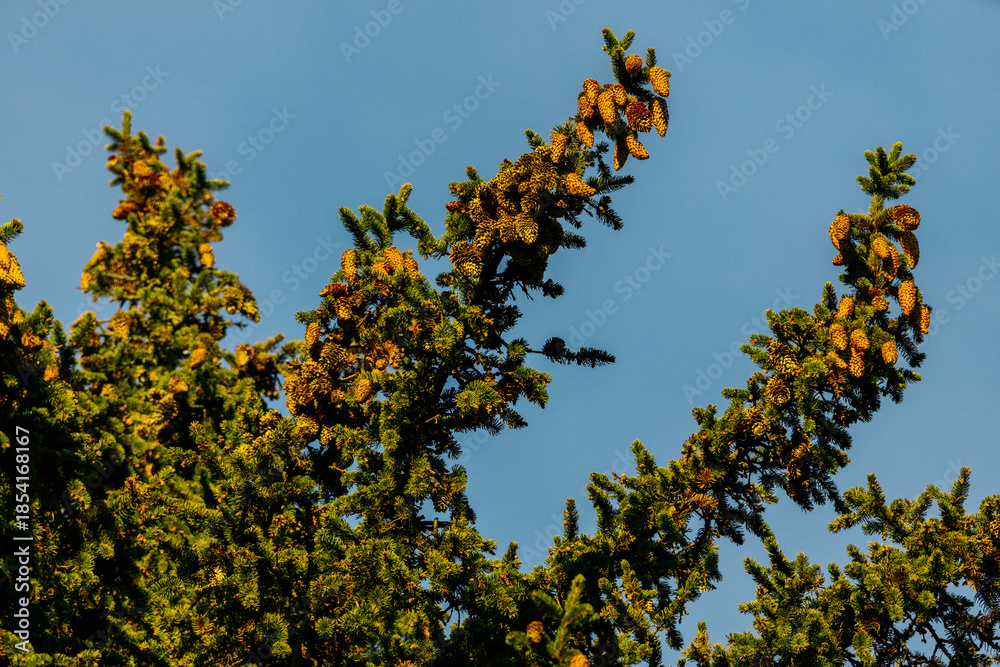 Obraz premium Evergreen tree branches adorned with vibrant yellow cones against a clear blue sky, showcasing the beauty of nature and seasonal changes in a tranquil outdoor setting