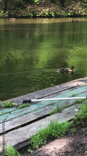 Female Mallard duck Anas platyrhynchos swimming calmly in green pond water near an old wooden pier, wild waterfowl in natural lake habitat, summer nature scene, peaceful aquatic wildlife footage