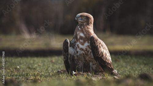 Title: Majestic Short-toed Snake Eagle (Circaetus gallicus) standing proudly on the ground. Description: A powerful portrait of a Short-toed Eagle with a noble stance. The bird of prey is looking at t