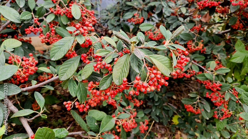 In December, berries of the late cotoneaster or milkflower cotoneaster (Cotoneaster coriaceus, syn. Cotoneaster lacteus),flowering plant in the family Rosaceae, native to Tibet and south-central China