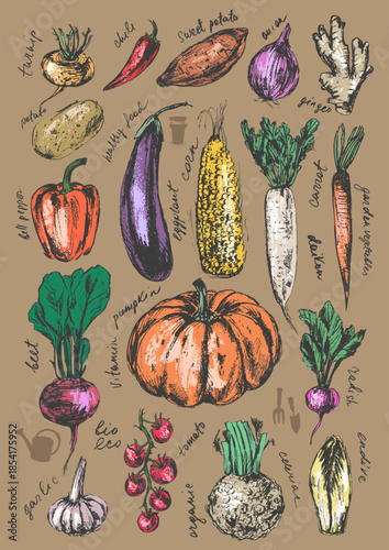 Hand drawn colored ink vegetable sketches set. Pumpkin, onion, beet, corn, eggplant, carrot, daikon, radish, pepper, tomato, potato, celeriac, garlic, ginger, turnip, endive.