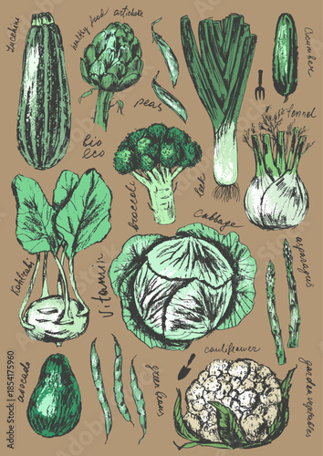 Hand drawn colored ink vegetable sketches set. Zucchini, artichoke, leek, cucumber, cabbage, kohlrabi, broccoli, cauliflower, avocado.