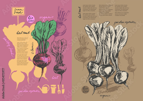 Hand drawn ink beetroot vegetable sketches set. Food drawings for labels and packaging.