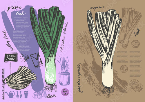 Hand drawn ink leek vegetable sketches set. Food drawings for labels and packaging