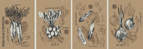 Hand drawn ink onion, carrot, cucumber, radish vegetable background set. Food drawings for labels and packaging. Vegetarian menu. Healthy diet.