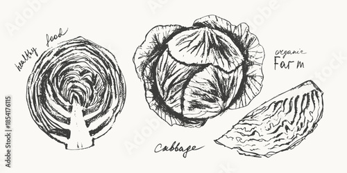 Hand drawn ink cabbage vegetable sketches set. Food drawings for labels