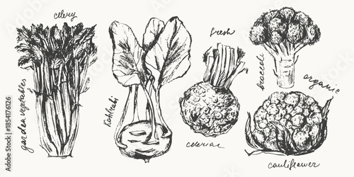 Hand drawn ink celery, kohlrabi, celeriac, cauliflower, broccoli vegetable sketches set. Food drawings for labels
