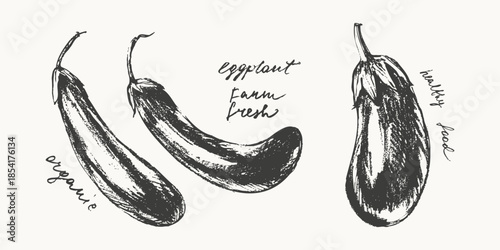 Hand drawn ink eggplant vegetable sketches set. Food drawings for labels and packaging
