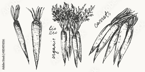 Hand drawn ink carrot vegetable sketches set. Food drawings for labels and packaging.