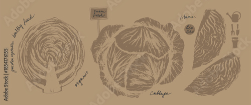 Hand drawn ink cabbage vegetable sketches set. Food drawings for labels and packaging.