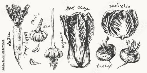 Hand drawn ink garlic, bok choi, turnip, daikon, radicchio vegetable sketches set. Food drawings for labels and packaging.