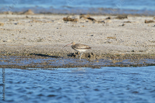 Slika na platnu A solitary adult Eurasian curlew (Numenius arquata) stands on the sandy shore of