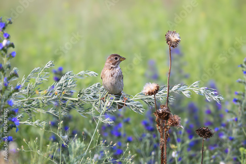 A close-up shot of an adult corn bunting (Emberiza calandra) perched on tall grass with blue flowers against a blurred background