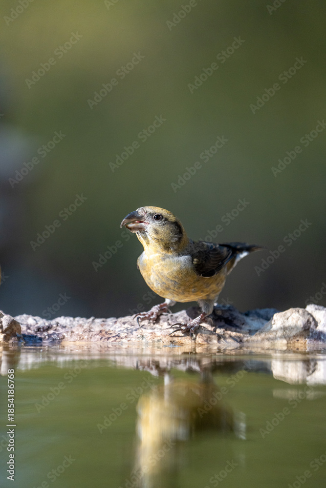 Obraz premium Common Crossbill (Loxia curvirostra) photographed in Spain