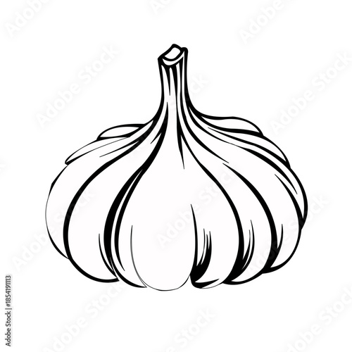 Hand Drawn Garlic Bulb Vector Illustration in Minimalist Line Art Style.