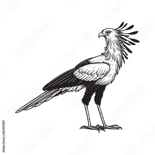 Black and white illustration of a secretarybird