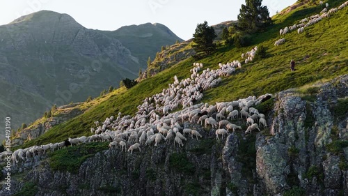 Large herd of sheep following a shepherd on a steep, grassy mountainside. Livestock grazing and moving along a rocky alpine pasture at sunset