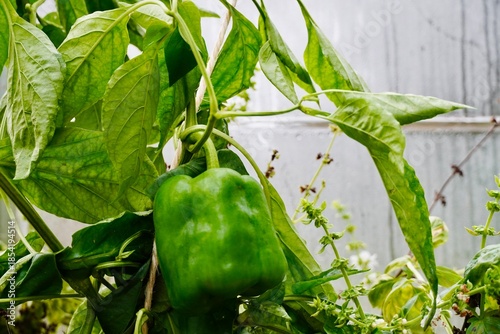 Fresh Green Bell Pepper Growing in Greenhouse
