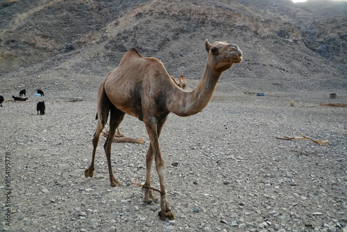 Dromedary camel (Camelus dromedarius) in the eastern Sahara. The Bedouins have tied its front legs together with a rope. Animal cruelty in Marsa Alam, eastern Sahara, Egypt, Africa.