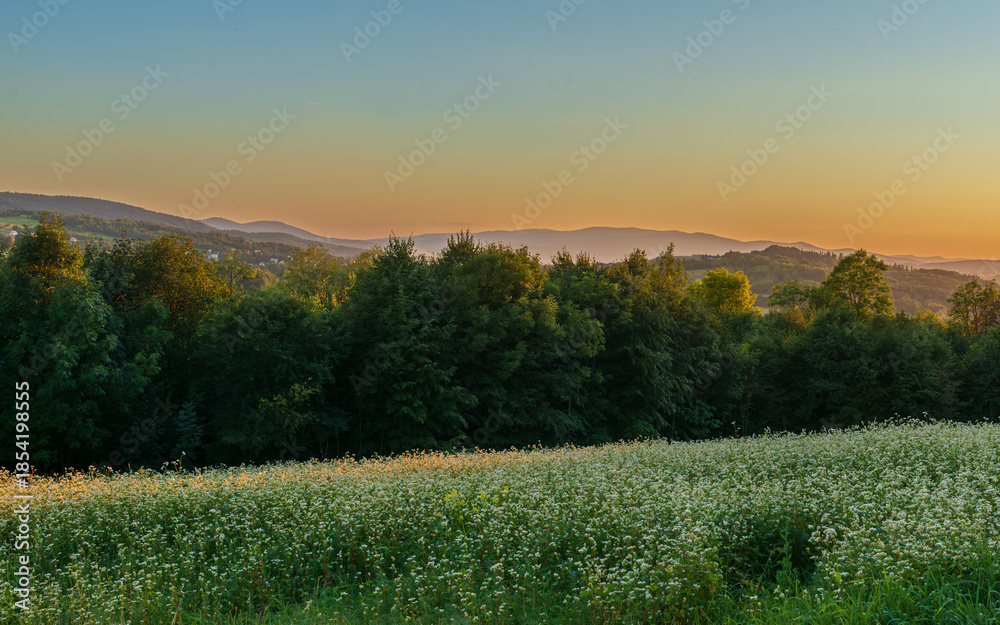Obraz premium A broad field of small white wildflowers stretches toward a dark green treeline, with soft warm sky at sunset. Natural background with copy space, ideal for wellness, ecology, and seasonal landscapes.