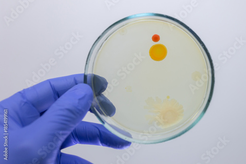 Petri dish with red and orange colony of bacteria on agar-agar on grey background.