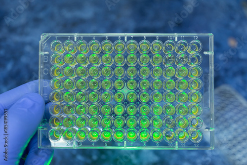 Immunological plate with antibodies and illuminated with green light, hand holding the plate against the background of a table in a laboratory.