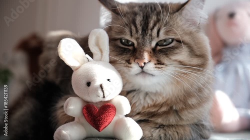 Cute tabby cat with stuffed toys, with red heart. Happy Valentines Day. Happy Birthday. Relaxing kitten basking in morning sun, cozy home. Atmospheric mood