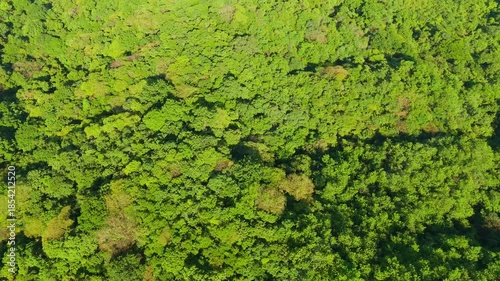 Wallpaper Mural Aerial drone top down view of dense primary tropical rain forest canopy in Costa Rica Torontodigital.ca