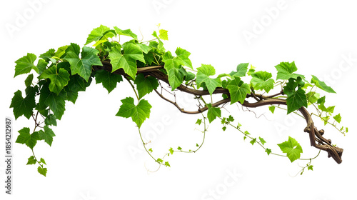 Green ivy vine with horizontally  twisting stems and leaves isolated on transparent background