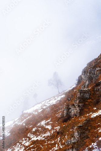 tree in the clouds in the mountains, Italy